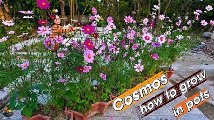 What to do with Cosmos after flowering