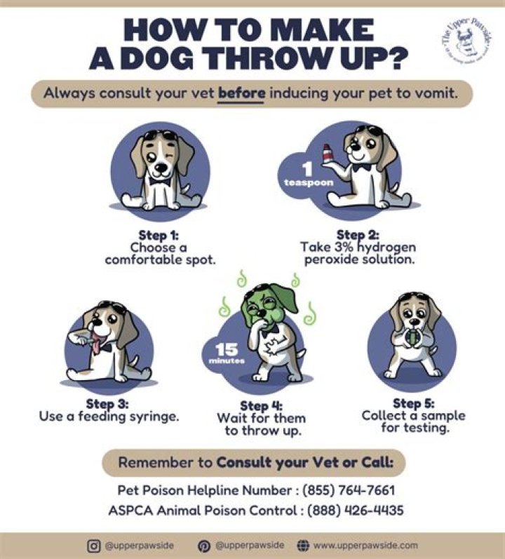 What to give a dog who feels sick