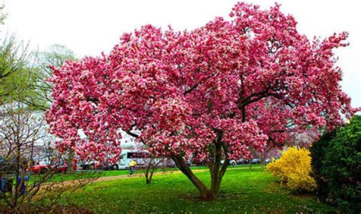 What tree grows best in clay soil