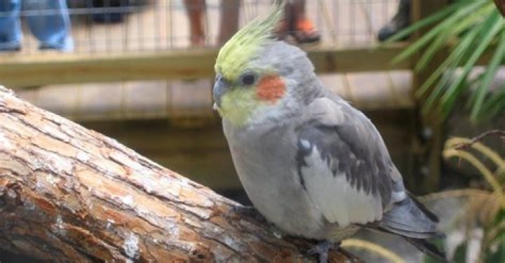 What trees do cockatiels like