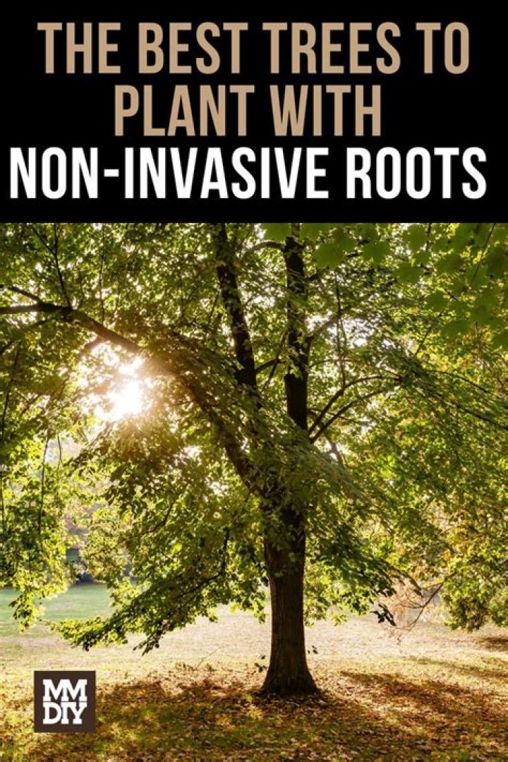 What trees have no invasive roots