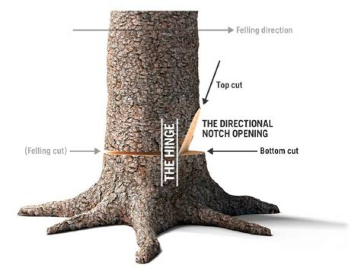 What trees should you hinge cut
