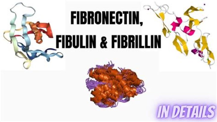 What type of protein is fibrillin
