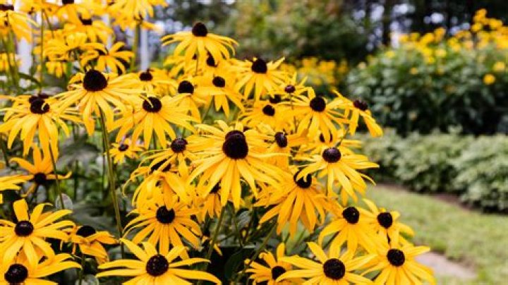 What types of plants grow in Utah