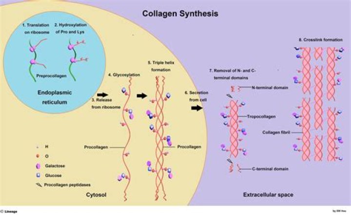 What vitamin is needed for collagen synthesis
