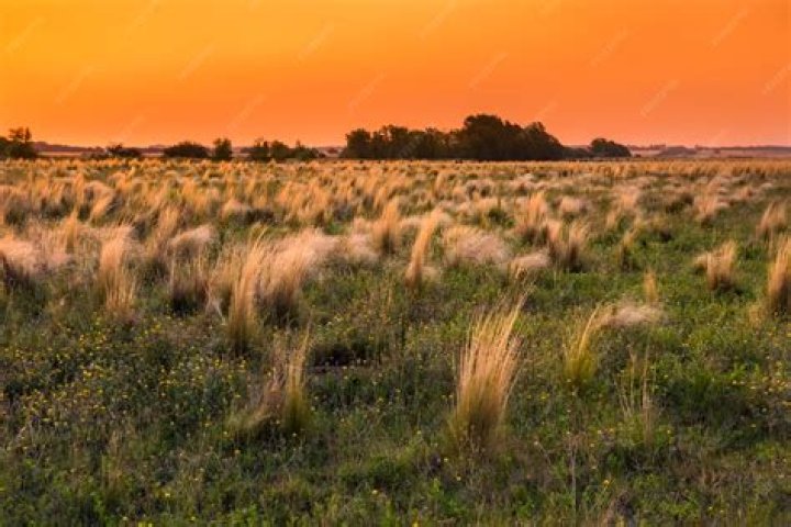 What was raised on the Pampas