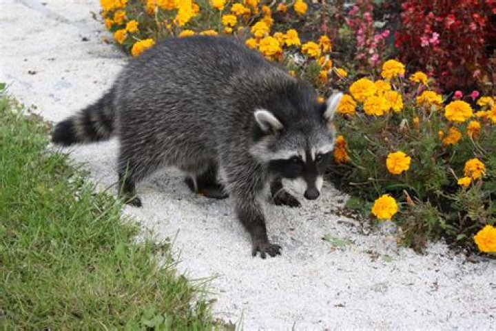 What will make raccoons stay away