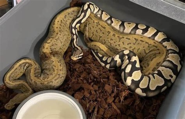 What wood is bad for ball pythons