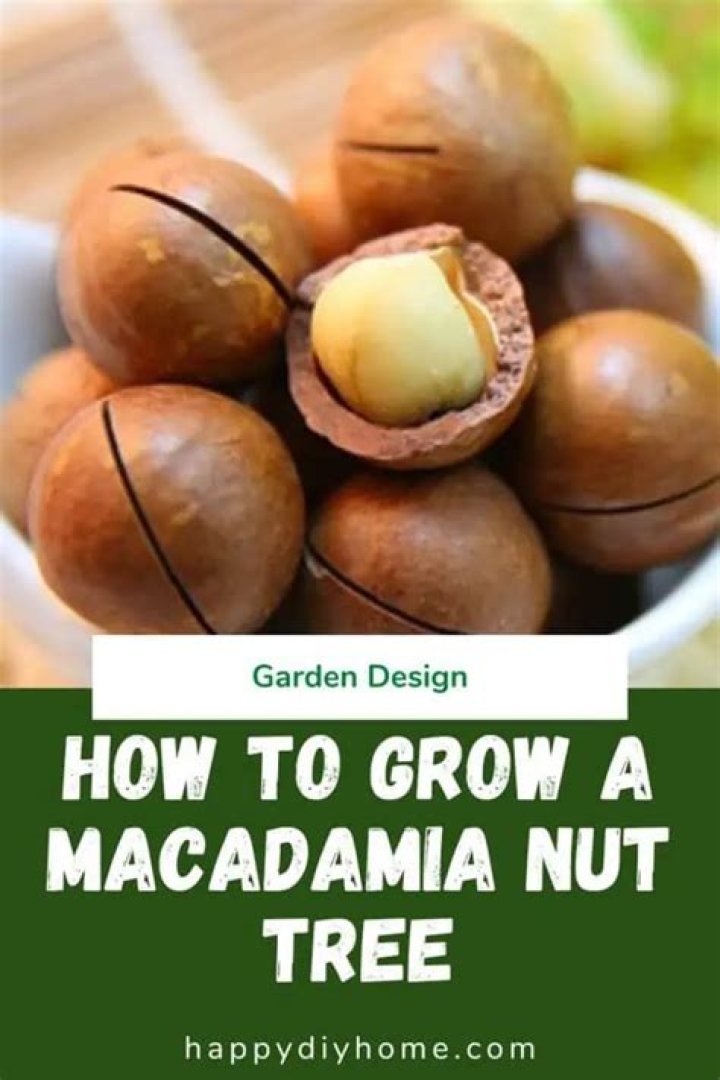 What zones do macadamia nuts grow