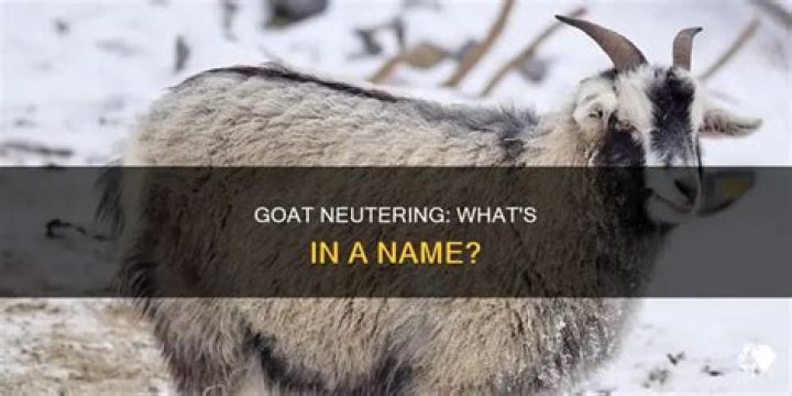 Whats a neutered goat called