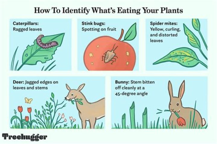 Whats eating my grass