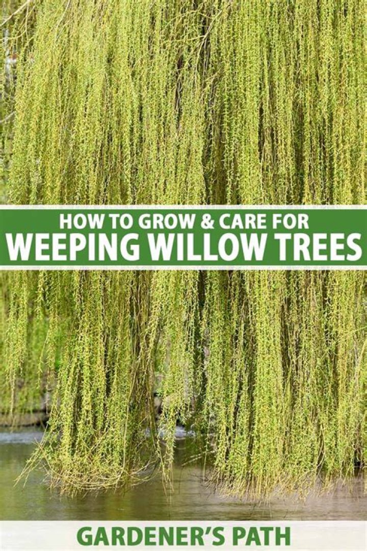 Whats wrong with my willow tree
