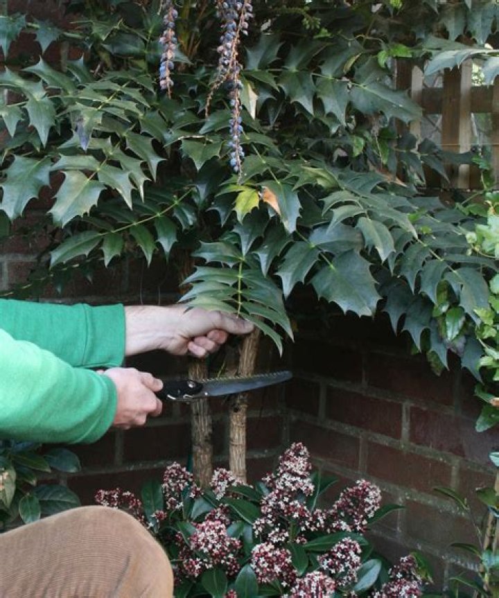 When and how do you prune mahonia