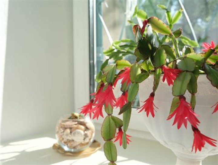 When can I buy a Christmas cactus
