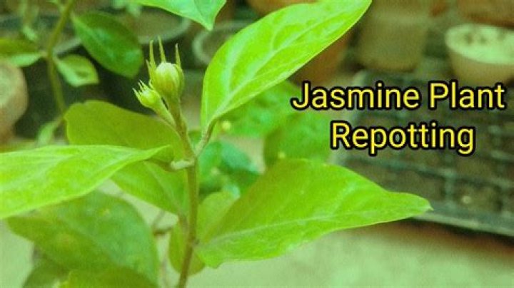When can I transplant jasmine