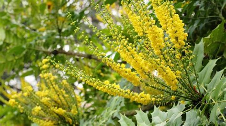 When can you cut back Mahonia