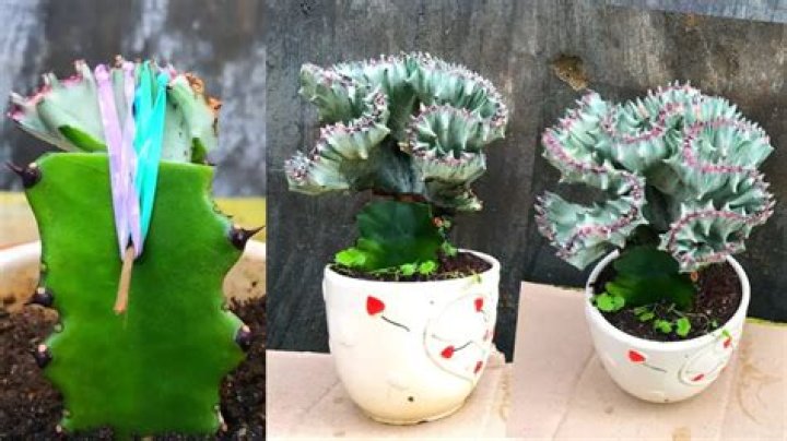 When can you transplant Euphorbia