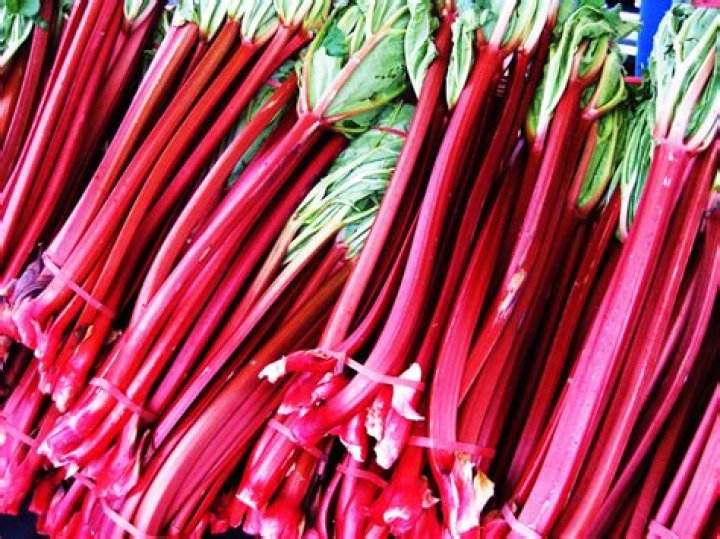 When did rhubarb come to America