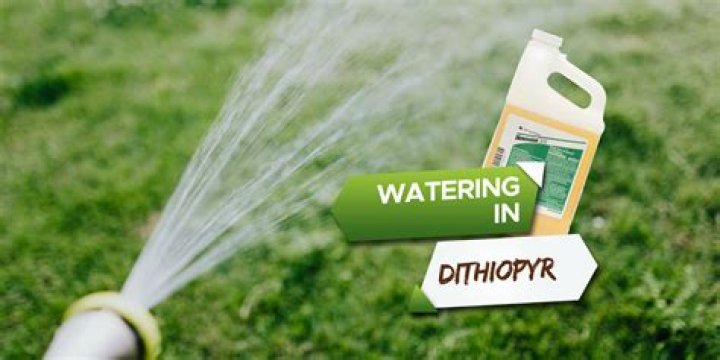 When should Dithiopyr be put down