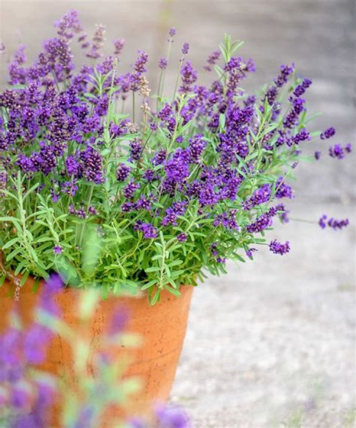 When should I buy lavender plants
