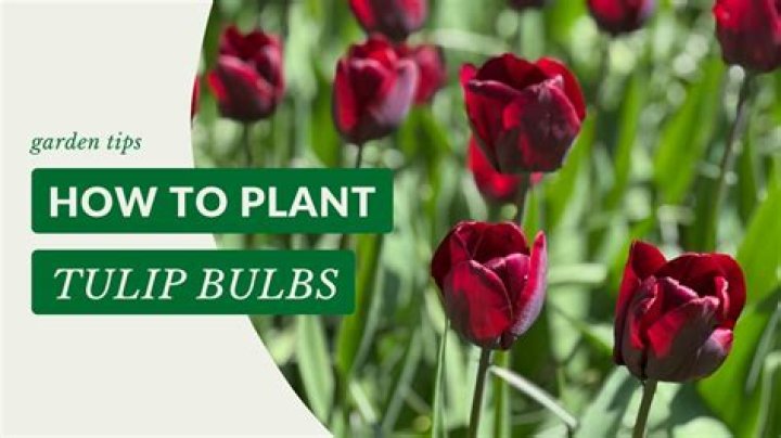 When should I buy tulip bulbs