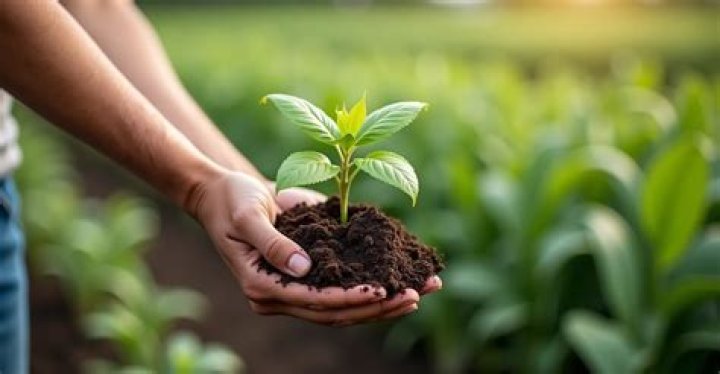 When should I fertilize my finger lime tree