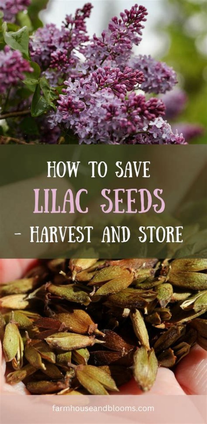 When should I harvest lilac seeds