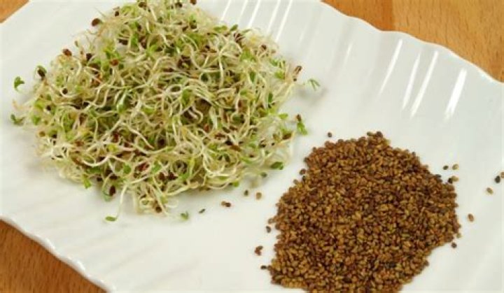 When should I plant alfalfa seeds