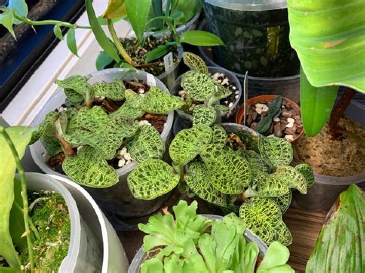 When should I repot Macode Petola