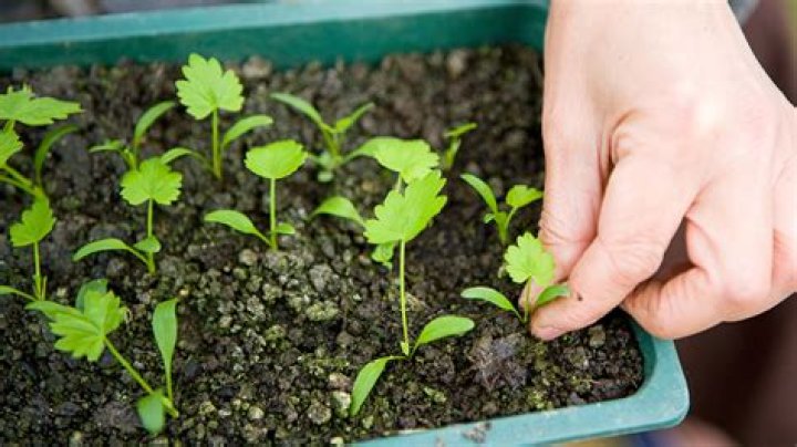 When should I thin my indoor seedlings