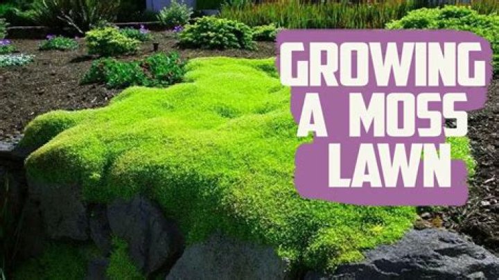 When should Irish moss be planted
