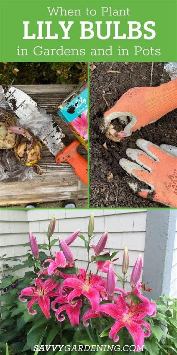 When should lily bulbs be planted