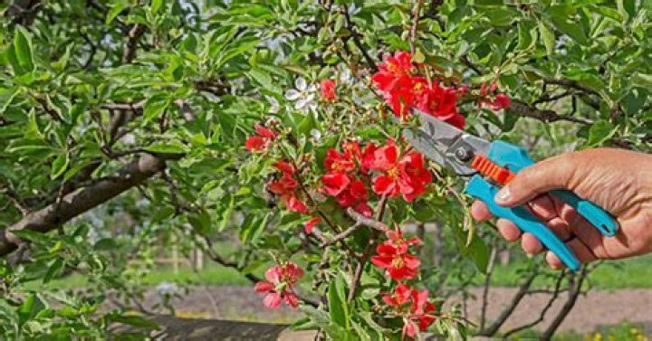 When should oleanders be cut back