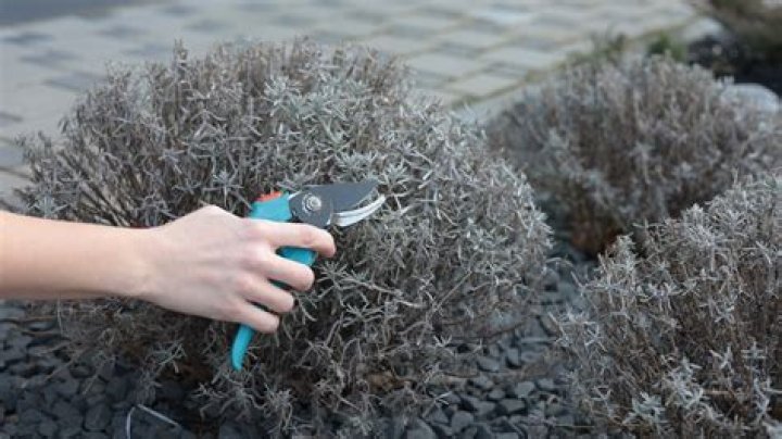 When should you cut back Lavatera