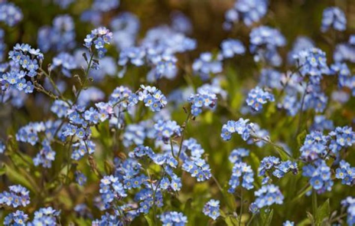 Where are Forget Me Nots native