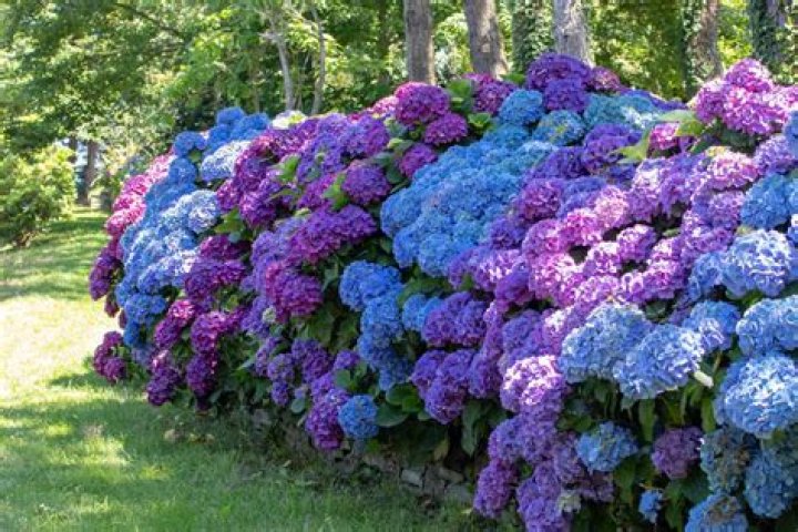 Where are hydrangea native to