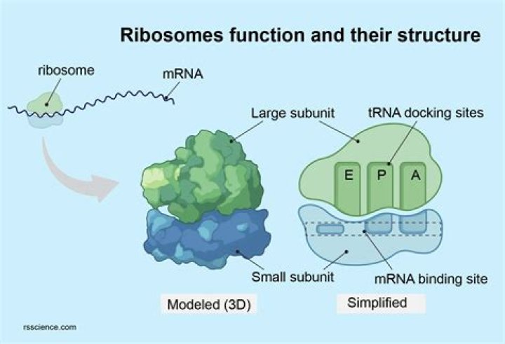 Where are ribosomal proteins made
