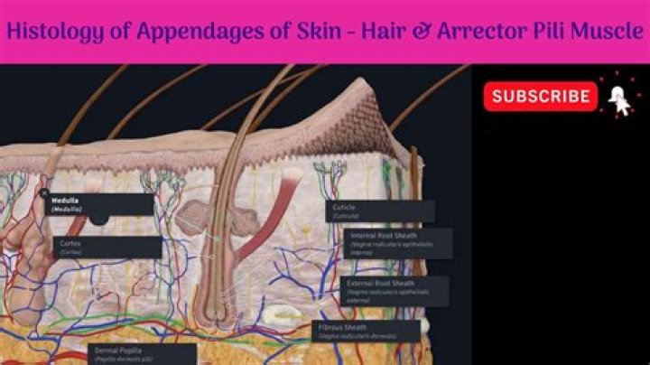 Where are the Arrector pili muscles located