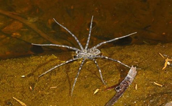 Where are water spiders found