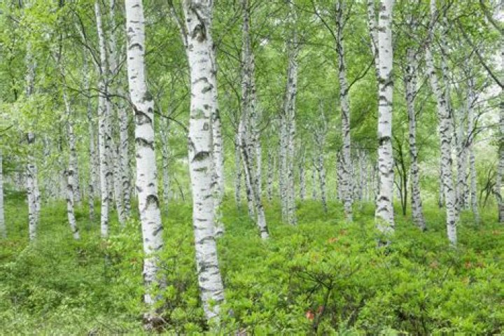 Where are white birch trees found