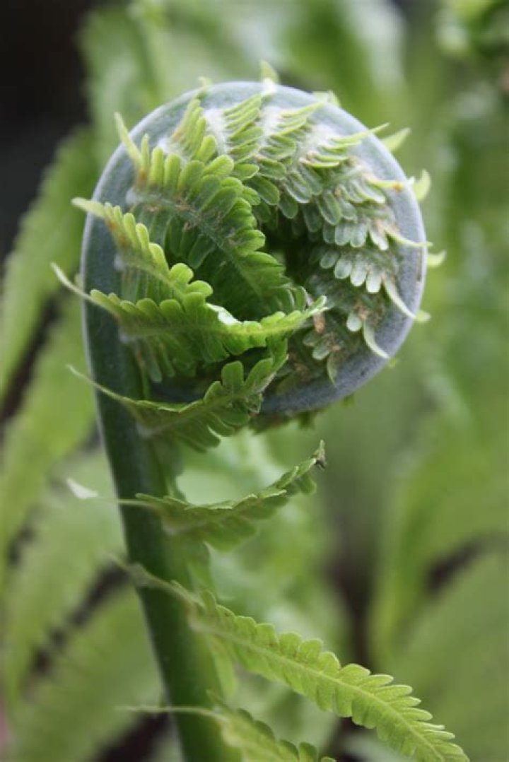 Where can I find fiddlehead ferns