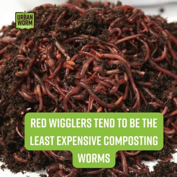 Where can I find red wigglers
