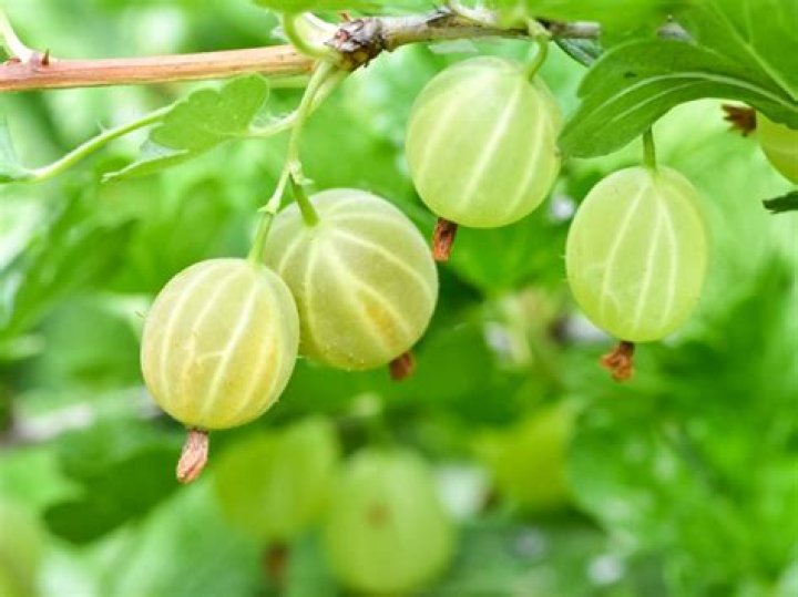 Where can you find gooseberry