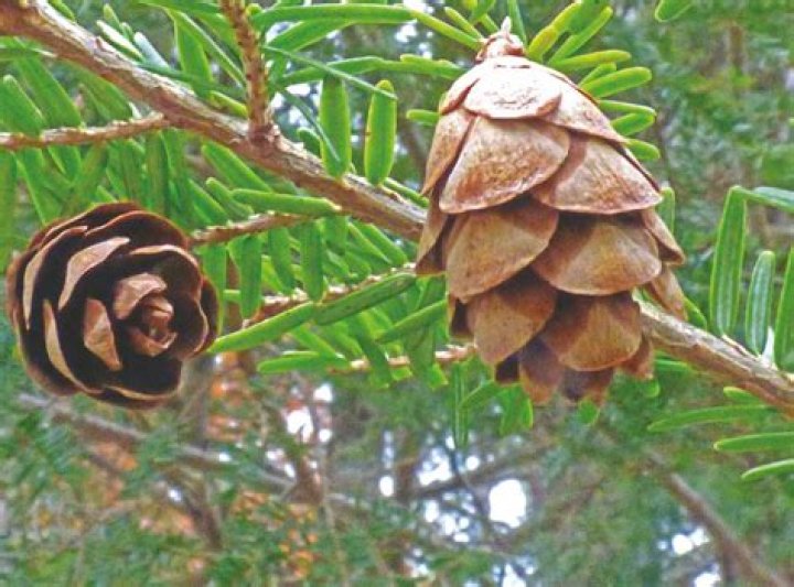 Where can you find pine cones