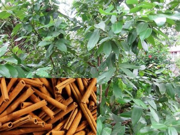 Where can you grow cinnamon trees
