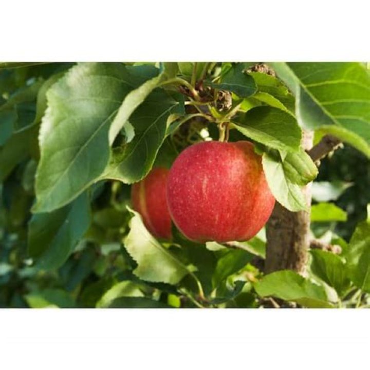 Where do Ambrosia apples grow