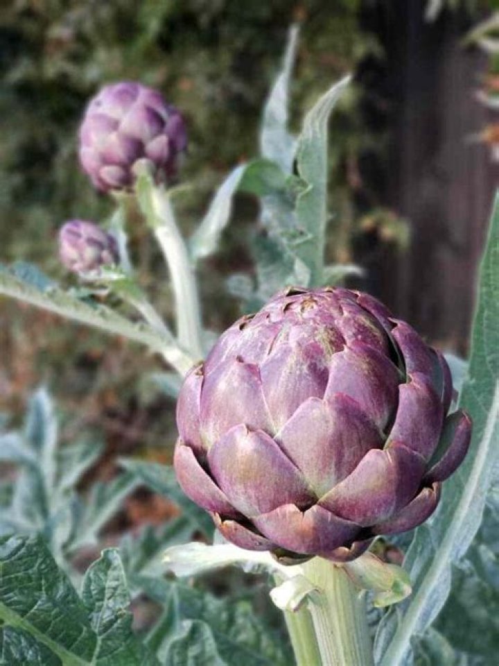 Where do artichokes grow wild