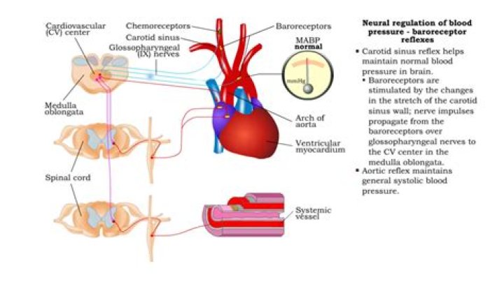 Where do Baroreceptors send signals