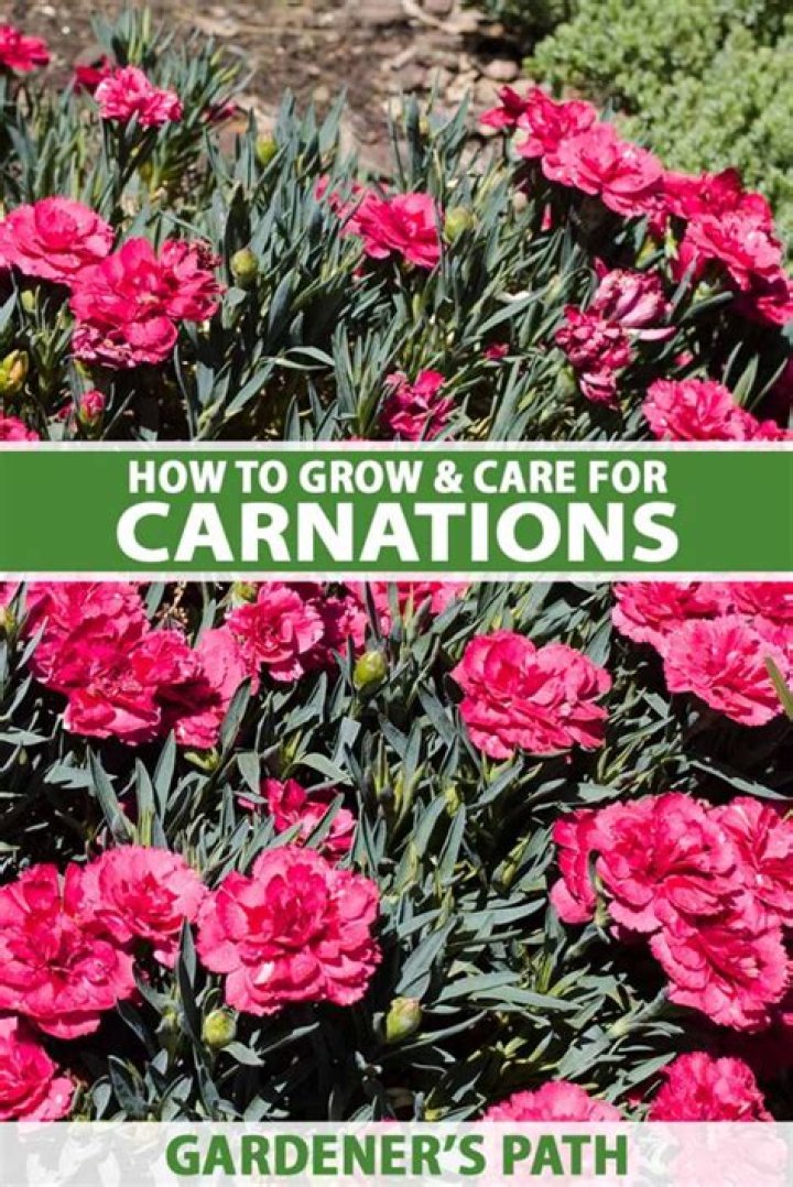 Where do carnations grow best