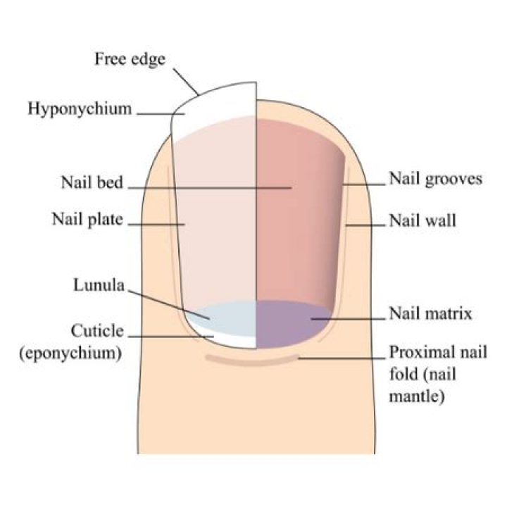 Where do cuticle scales point